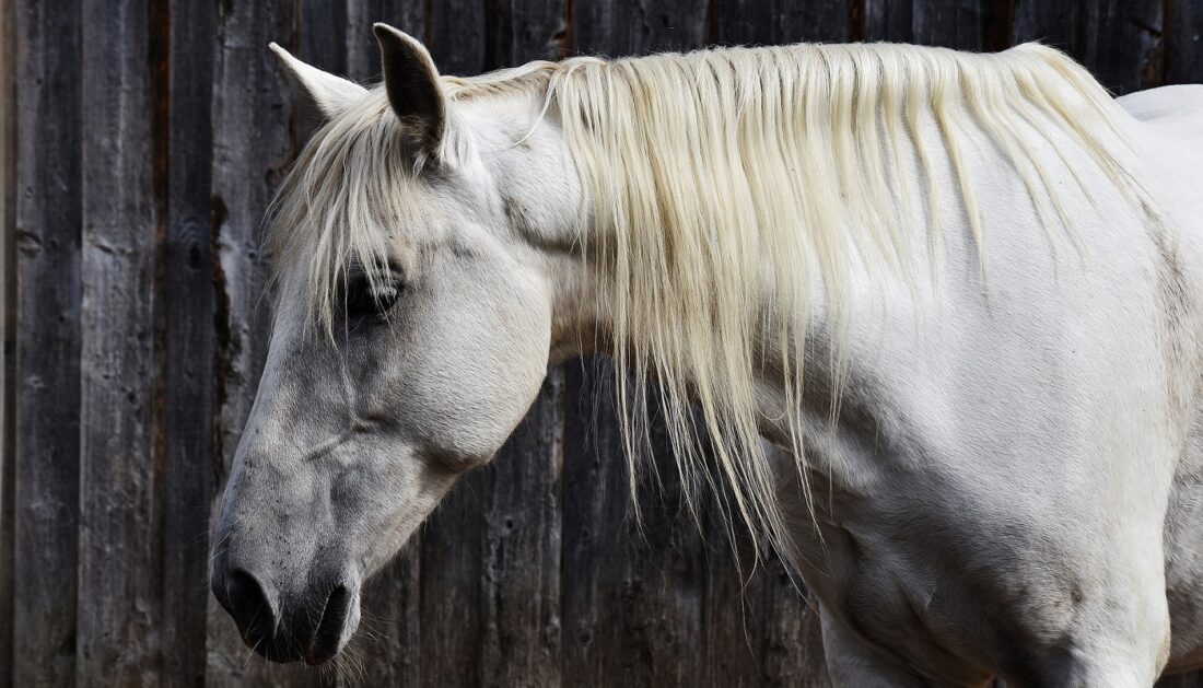 fear-of-horses-cha-ahse